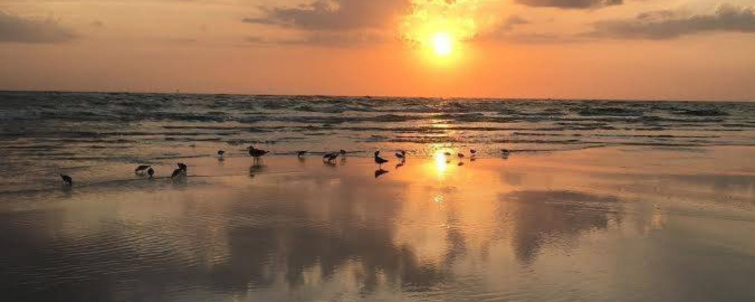 birds at sarasota sunset